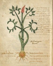 385px-Leiden_Dragontea